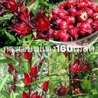 เมล็ดพันธุ์ กระเจี๊ยบแดง[ซื้อ1แถมฟรี2]จำนวน160เมล็ด++ใหม่ เมล็ดกระเจี๊ยบ สำหรับเพาะปลูก เป็นต้นอ่อนทานได้ สมุนไพร ดอกแห้งต้มน้ำดื่ม ผัก