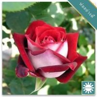 30 เมล็ด เมล็ดพันธุ์ กุหลาบ Dragon Rose Seeds สี แดง-ชมพู ดอกใหญ่ นำเข้าจากต่างประเทศ พร้อมคู่มือ เมล็ดสด ใหม่