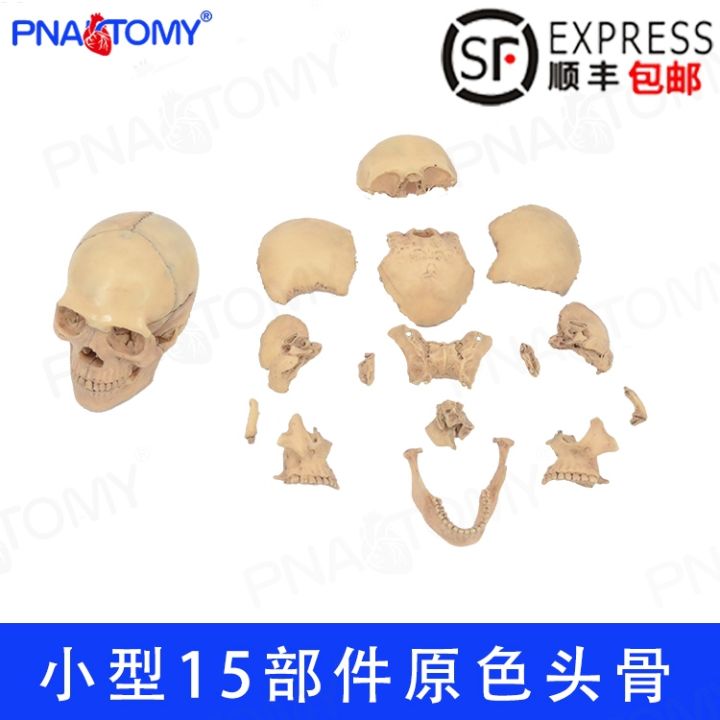 pnatomy-authentic-removable-head-skull-bone-skeleton-model-assembled-model-primary-skull-15-parts