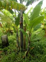 กล้วยดำอินโด หน่อกล้วยดำอินโด (1ต้น) ของแท้ๆมีต้นเอง ส่งจากสวนราชินี กำแพงเพชร