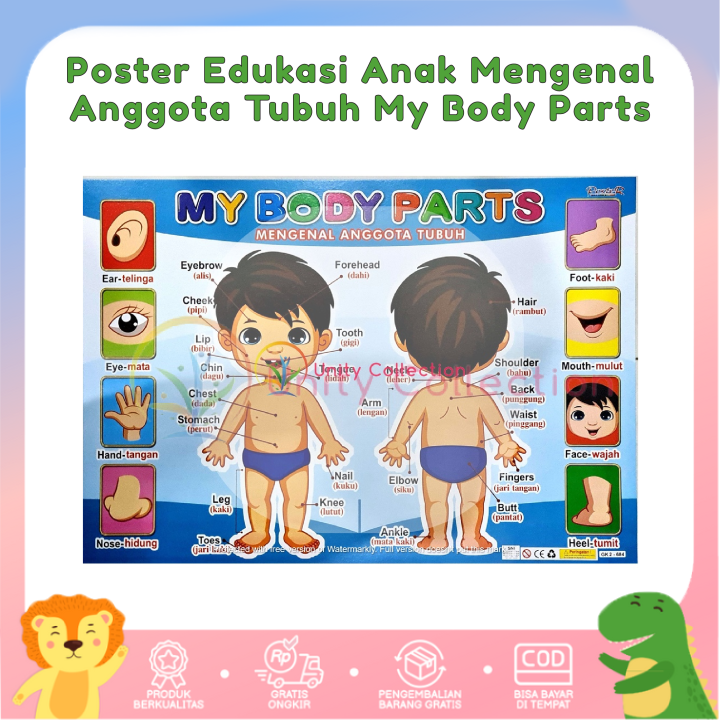 Poster Edukasi Anak Mengenal Anggota Tubuh My Body Parts | Lazada Indonesia