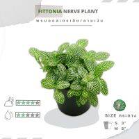 ??พรมออสเตรเลีย (ลายเงิน) Size S-M " Fittonia albivenis "??