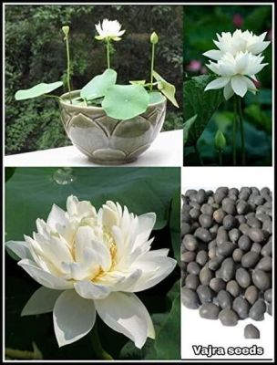 5 เมล็ด เมล็ดบัว ดอกสีขาว ดอกเล็ก พันธุ์แคระ จิ๋ว ของแท้ 100% เมล็ดพันธุ์บัวดอกบัว ปลูกบัว เม็ดบัว สวนบัว บัวอ่าง Lotus seeds.
