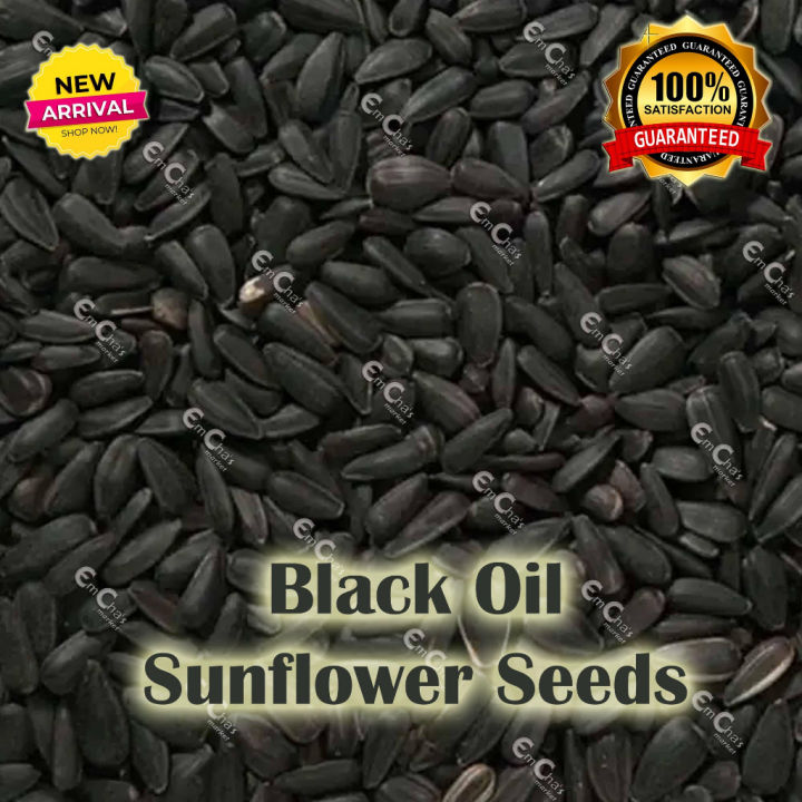 【Pet】 JTC 500g Black Oil Sunflower Seeds for Birds, Hamsters, Mice, etc