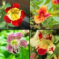 เมล็ดพันธุ์ มิมิวลัส / ไทเกอร์ มังกี้ mimulus tigrinus tiger monkey 400 เมล็ด เมล็ดพันธุ์นำเข้าจาก อังกฤษ