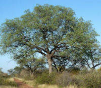 5  African Marula Seeds - Sclerocarya Birrea ssp. Caffra From Portugal