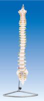 Factory direct sale ZM1023 spinal bone model (teaching. Medicine. Anatomical model) spinal bone model