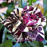 30 เมล็ด เมล็ดพันธุ์ กุหลาบ สตาร์แอนด์สไตร้พส์ Tiger Striped Rose Seeds สี ขาว-ม่วง ดอกใหญ่ นำเข้าจากต่างประเทศ พร้อมคู่มือ เมล็ดสด ใหม่