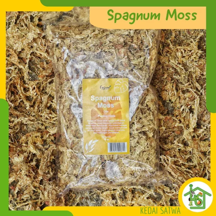 Sphagnum Moss Chile | Lumut Putih Kering Import 50gr | Media Tanam atau ...