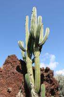 Pachycereus pecten aboriginum (10 เมล็ด)