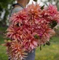 1 หัว/ออเดอร์ รักเร่ Dahlia rhizome สายพันธุ์ Labyrinth หัวรักเร่ ดอกไม้ หัวหน่อ เหง้า นำเข้า เนเธอร์แลน