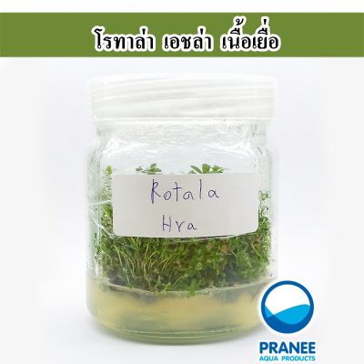 โปรโมชั่น+++++ โรทาล่า เอชล่า Rotala hra (เนื้อเยื่อ) ราคาดี ต้นไม้ ฟอก อากาศ กระถาง ต้นไม้ ไม้ ประดับ ต้นไม้ ปลูก ใน บ้าน