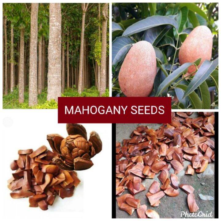 MAHOGANY SEEDS (50 seeds) Lazada PH