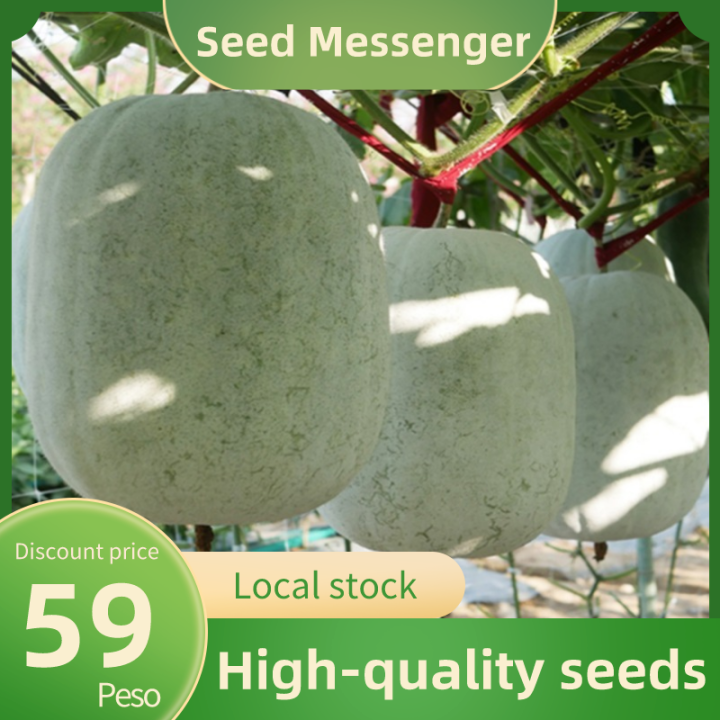 Wax gourd seeds Easy to grow fresh Wax gourd seeds in the Philippines