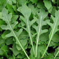 เมล็ดพันธุ์ ไวลด์ร็อกเก็ต (Wild Rocket Seed) บรรจุ 400 เมล็ด คุณภาพดี ราคาถูก ของแท้ 100%