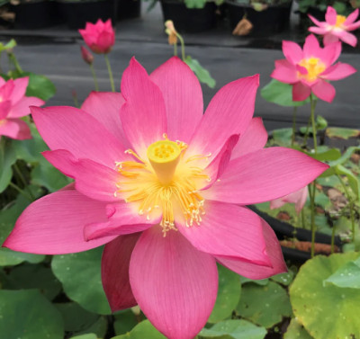 5 เมล็ด บัวนอก บัวนำเข้า บัวสายพันธุ์ East Lake Pink LOTUS สีชมพู แดง สวยงาม ปลูกในสภาพอากาศประเทศไทยได้ ขยายพันธุ์ง่าย เมล็ดสด