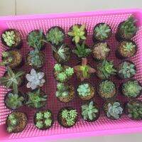 (Hot! ไซต์เล็ก) Cactus &amp; Succulent : แคสตัส/กระบองเพชร/ไม้อวบน้ำ/ซัทคิลรินGifts V’Day ตั้งโต๊ทำงาน Office/Tower/Home/Garden ส่งพร้อมกระถาง2.0-2.5" 1ต้น/PCs