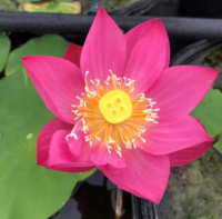 5 เมล็ดพันธุ์ บัว สายพันธุ์ PURPLE FAIRY 2 LOTUS DELIGHTFUL RED COLOR สีชมพูแดง เพาะปลูกและเก็บเมล็ดในไทย ขยายพันธุ์ในไทยได้ สายพันธุ์นิยมปลูกในอเมริกา