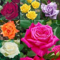 30 เมล็ด เมล็ดพันธุ์ กุหลาบ Flower Seeds พันธุ์ กุหลาบ Flower Seedsพวง Floribunda Rose Seeds คละสี นำเข้าจากต่างประเทศ