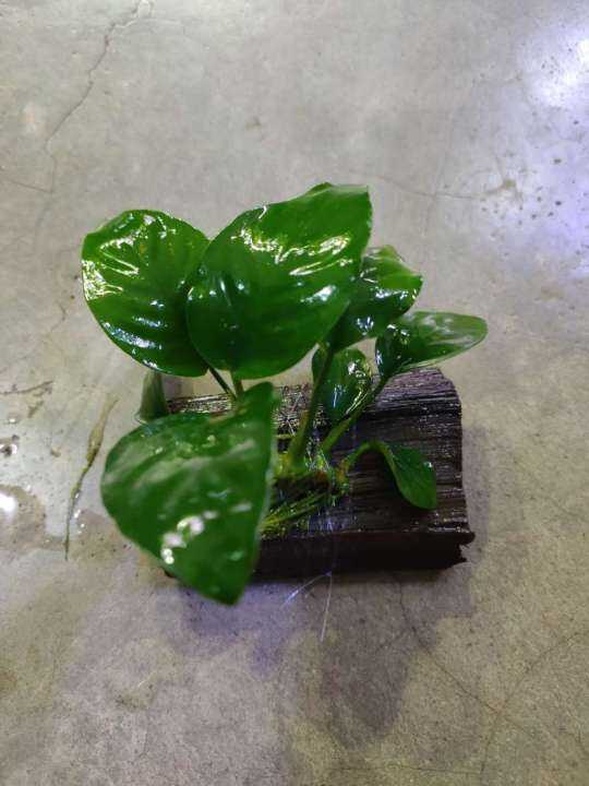 Anubias Barteri Aquatic Plant | Lazada