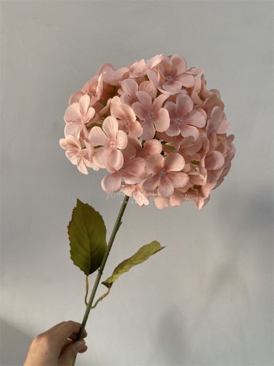 dt67-106-ช่อดอกไฮเดรนเยีย
