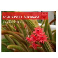 ( โปรโมชั่น++) คุ้มค่า ♥️ หางกระรอกหนามแดงแน่นๆAporocactus Flagelliformis หนามแดงสวยน่าสะสม ไม่ค่อยมีขายทั่วไปค่ะ ราคาสุดคุ้ม พรรณ ไม้ น้ำ พรรณ ไม้ ทุก ชนิด พรรณ ไม้ น้ำ สวยงาม พรรณ ไม้ มงคล