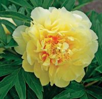 10 เมล็ด เมล็ดโบตั๋น ดอกโบตั๋น ดอกพีโอนี (Peony) สีเหลือง Yellow Peony ดอกไม้นี้​เป็นสัญลักษณ์ของความมั่งคั่งร่ำรวย ความซื่อสัตย์ อัตราการงอก 70-80%