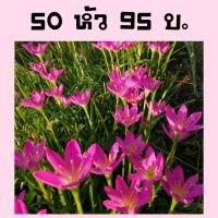 บัวดินพื้นบ้าน พันธุ์โรเซีย(สีชมพู) และ เฟริสเลิฟ(สีขาว) 50 หัว