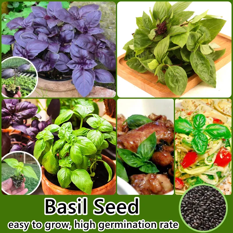 200 Seeds Per Pack Basil Seeds for Planting Basil Herb Seeds