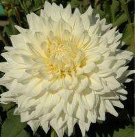 1 หัว/ออเดอร์ รักเร่ Dahlia Bulb สายพันธุ์ Hakuyou หัวรักเร่ ดอกไม้ หัวหน่อ เหง้า นำเข้า เนเธอร์แลน หัวสดใหม่