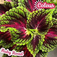 [ฤๅษีผสม รูบี้โร้ด] Coleus Ruby Road ส่งพร้อมกระถาง ไม้ใบ ไม้ดอก ไม้ประดับ ไม้ด่าง ไม้สวยๆ ใบใหญ่ ไม้ฟอกอากาศ ไม้เลี้ยงในร่ม ไม้ร่ม ใบด่าง