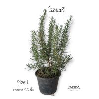 ( Promotion+++) คุ้มที่สุด ต้นโรสแมรี่ Rosemary ราคาดี พรรณ ไม้ น้ำ พรรณ ไม้ ทุก ชนิด พรรณ ไม้ น้ำ สวยงาม พรรณ ไม้ มงคล