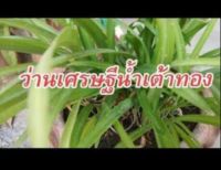 2 หัว ว่านระฆังทอง Pancratium zeylanicum L หัวว่านเศรษฐีน้ำเต้าทอง