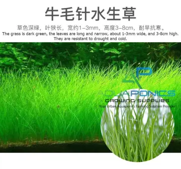 Buy Mini Grass Aquarium online Buy Mini Grass Aquarium online