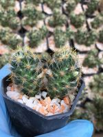 ? ถอดรากส่ง-แคคตัสแมมเม็กพริกหนามทอง #cactus# กระบองเพชร#พืชทนแล้ง#ไม้ประดับ#ตกแต่งบ้าน#ตกแต่งคอนโด# จัดสวนถาด ของพร้อมส่ง เก็บเงินปลายทาง ?