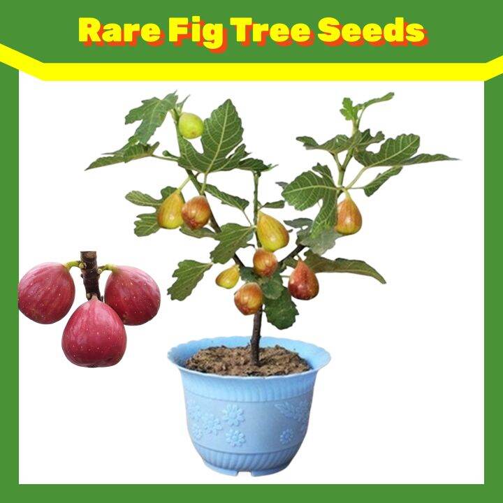 200seeds/pack Rare Fig Tree Seeds for PlantingTropical Ficus Carica