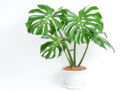 มอนสเตอร่า (Monstera) ราชินีไม้ใบ ต้นไม้ฟอกอากาศ ต้นไม้ดูดสารพิษ  กระถาง 5นิ้ว 199 บาท