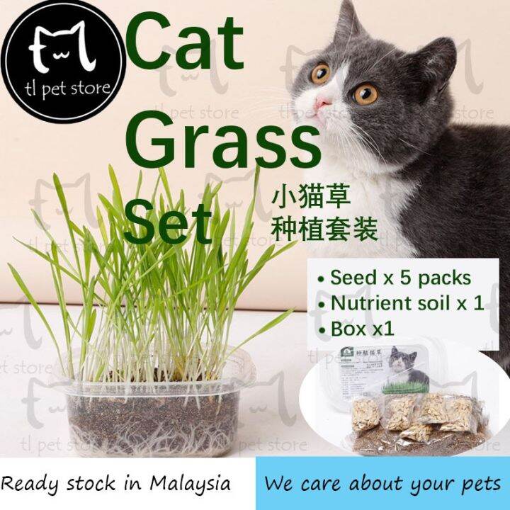 Taotaopets Cat Grass Seed Planter Box Cat Grass Set Kotak Tanam Rumput