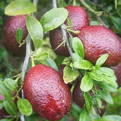 20 เมล็ดพันธุ์ เมล็ด มะนาวแดง ผลสีแดง Red Lemon Tree Seed Organic Fruit Seed Bonsai Blood Orange Seed อัตราการงอกสูง 80-85%