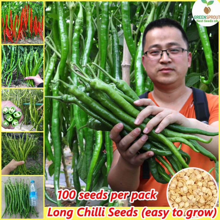 [Fast Germination] High Quality Green Long Chilli Seeds (50 Pcs/pack) Bonsai Vegetable Seeds