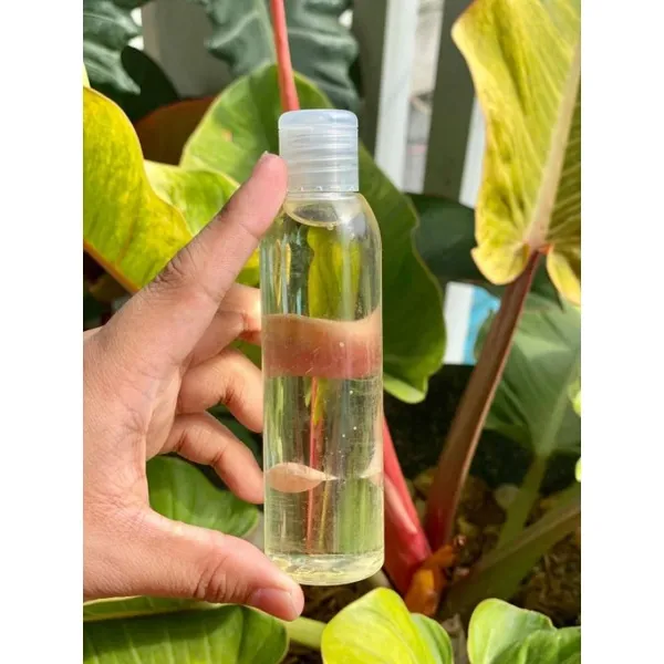 Sunflower Oil By Ms. IrishFcH Lazada PH