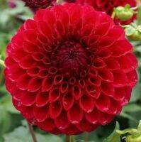 1 หัว/ออเดอร์ รักเร่ Dahlia สายพันธุ์ Boom Boom Red หัวรักเร่ ดอกไม้ หัวหน่อ เหง้า นำเข้า เนเธอร์แลน หัวสดใหม่