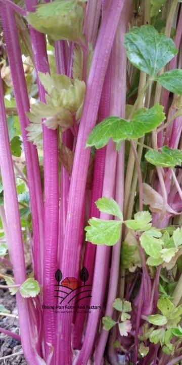 คื่นฉ่ายสีชมพู-pink-chinese-celery-seeds-คื่นฉ่าย-เมล็ดพันธุ์คื่นฉ่าย-บรรจุ-20-เมล็ด