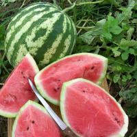 เมล็ดพันธุ์ แตงโมคิมสันสวีท (Crimson Sweet Watermelon Seed) บรรจุ 30 เมล็ด คุณภาพดี ของแท้ 100%