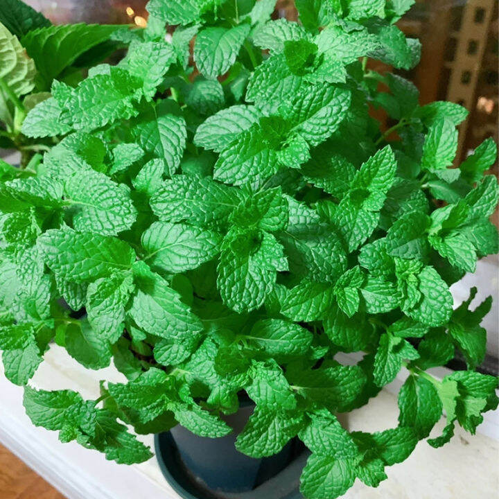 seeds spearmint seeds edible peppermint seeds balcony flower seeds Lazada