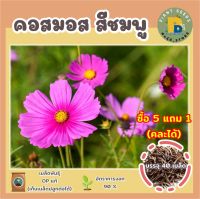 เมล็ดพันธุ์ คอสมอสสีชมพู ดาวกระจายสีชมพู 40 เมล็ด (Pink Gloria Cosmos Flower Seed) เมล็ดพันธุ์แท้ คุณภาพดี ปลูกง่าย โตไว ซื้อ 5 แถม 1