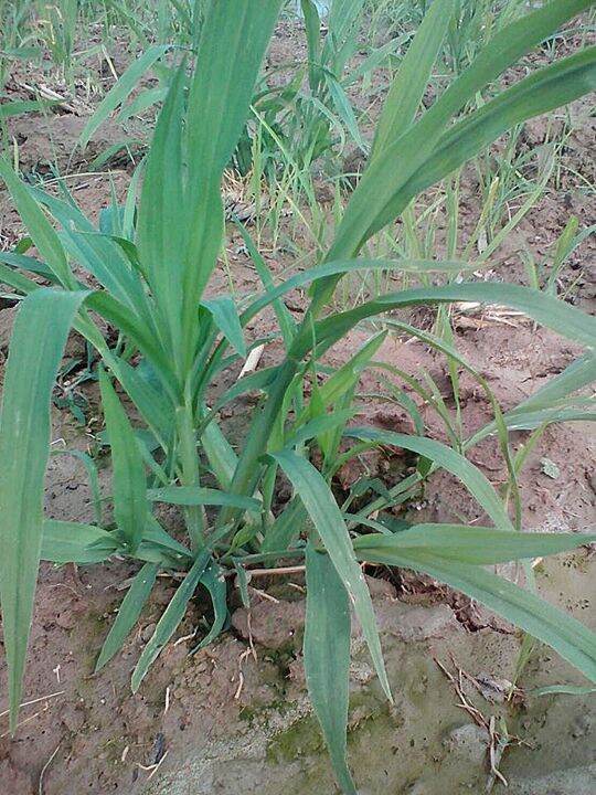 ขายส่ง-10-กิโลกรัม-เมล็ดหญ้ากัมบ้า-andropogon-gayanus-พืชตระกูลหญ้า-เมล็ดพันธ์หญ้า-หญ้าอาหารสัตว์-หญ้าพันธุ์-พืชอาหารสัตว์-หญ้าเลี้ยงวัว