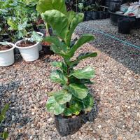 ( Pro+++ )++ ต้นไทรใบสัก(fiddle fig leaf) ราคาดี ต้นไม้ ฟอก อากาศ กระถาง ต้นไม้ ไม้ ประดับ ต้นไม้ ปลูก ใน บ้าน