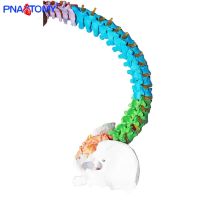 85cm Adult Colored Flexible Human Spine Model Skeleton Anatomy Medical Teaching Tool Pelvis Bone Life Size Nerves and Artery