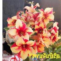 10 เมล็ด เมล็ดพันธุ์ ชวนชม สายพันธุ์ไต้หวัน ดอกสีส้ม Adenium Seed กุหลาบทะเลทราย Desert Rose ราชินีบอนไซ อัตราการงอก 80-90% มีคู่มือปลูก